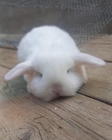 Mavi gozlu holland lop balasi.4 eded qalib. isteyenler