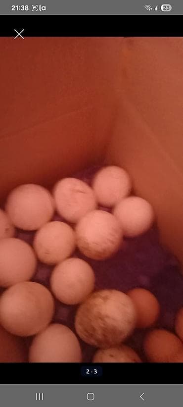гусь: Satılır: qaz yumurtaları teze mayali linda ve yerli qaz yumurtasi - — 3