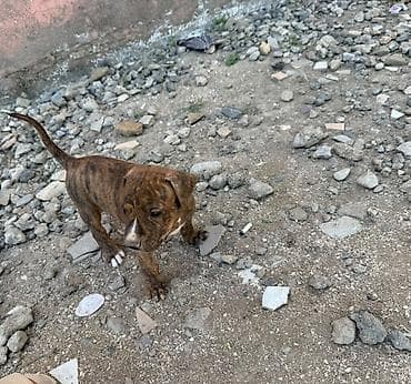 pitbul balası: Pitbul, 1 ay — 9