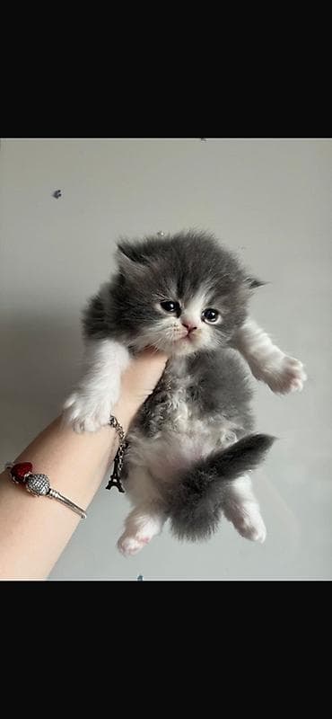 Şirin tüklü pişik balaları – uzun tüklü, boz-ağ rəngli - Cins: uzun