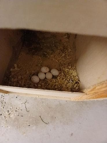 Məhsul: Nimfa (Cockatiel) cütlükləri və yuvalama dəsti Korella — 3