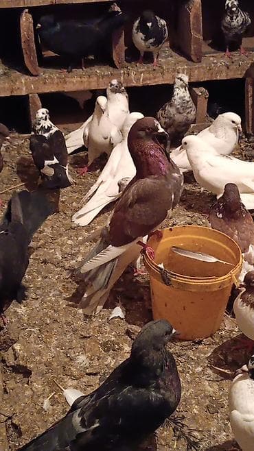 goyerçin: Tergizme quslar satilir bir qusxana 
250 azn 35 dene qusdu — 1