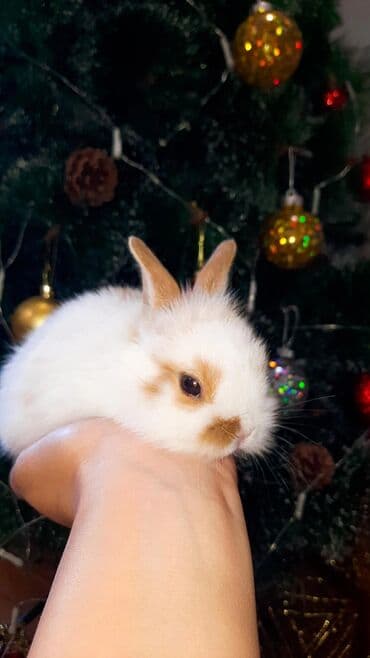 dovsan sekilleri cekmek: Karlik dovsan boyumeyen cox gozeldi evde baxilib ter temizdi ustunde — 2