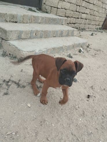1 aylık doberman: Bokser, 3 ay, Erkek, Peyvəndli — 7