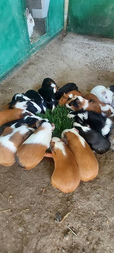 Atlar: Wekilde gorduyunuz Sivinkalar satilir xeyvanlarin saglamliqina — 3