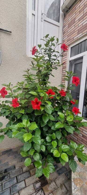 helba bitkisi faydaları: Hibiskus bitkisi, parlaq yaşıl yarpaqları və canlı qırmızı gülləri ilə — 1