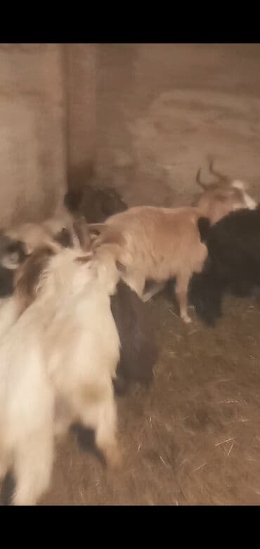 sudluk inek satilir: Kom ekiz balali keciler — 2