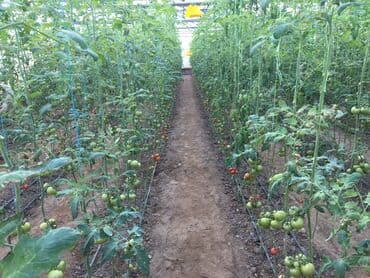 turkanda ev: Bakı, Türkan qəs., 1500 kv. m, 7 otaqlı, Hovuzlu, Qaz, İşıq, Su — 7