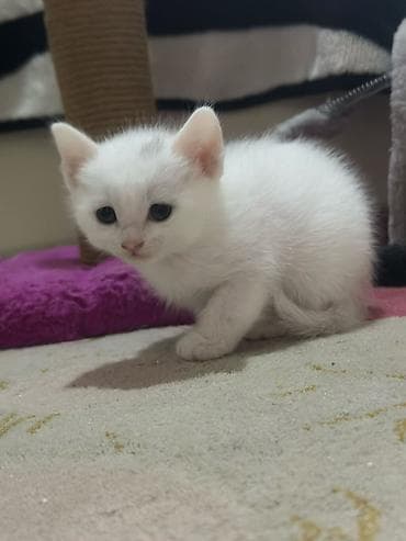 Ağ tüklü, qısa tüklü balaca pişik balaları - Rəng: tam ağ tüklər, alın