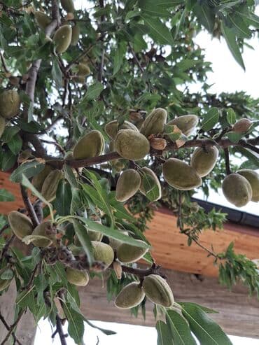 papaya meyvesi qiymeti: Bu, böyüməkdə olan badam ağacının bir şəklidir. Ağac bol yarpaqlara və — 4
