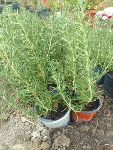 helba bitkisi faydaları: Həmişə yaşıl — 17