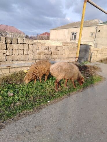 qurbanliq qoyun paltari: Məhsul: Qoyunlar (2 baş)
Balası erkəkdi — 1