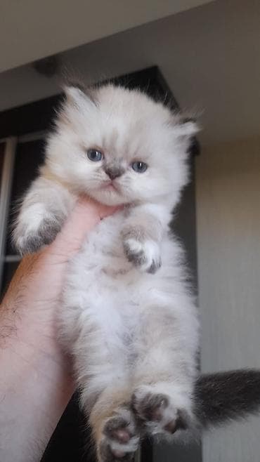 lalafo pisik: Fars — 2