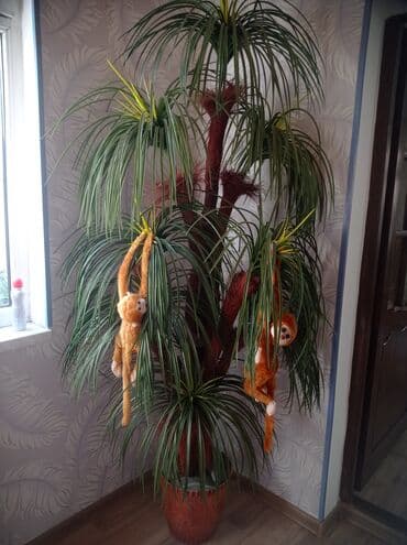 belamur baliq qiymeti: Palma 30 manat — 1