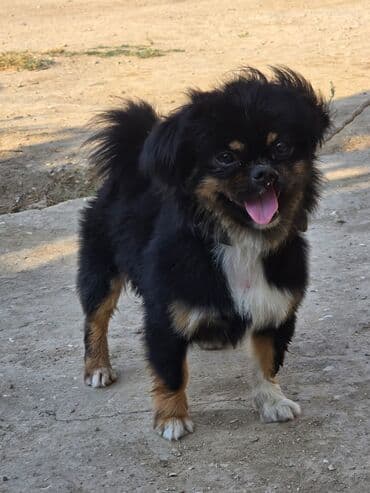 it növü: Pekines, 2 il, Erkek, Ünvandan götürmə — 7