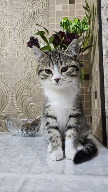 pisik ag: Şotland, Erkək, Yaxşı əllərə, Ünvandan götürmə — 5