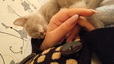 pişiklər: Dişi, Yaxşı əllərə — 8