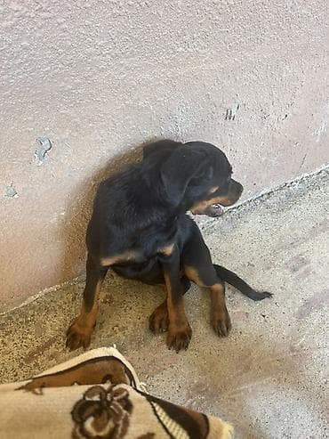 it səkilləri: Rotveyler, 3 ay, Dişi — 3
