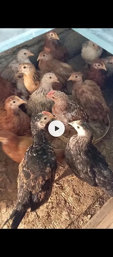 balaca itler satilir: Toyuq cücələri, Ətlik — 2