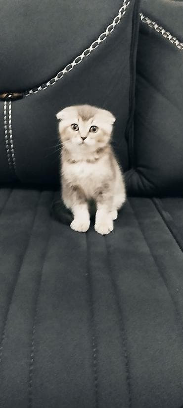 pisik sahiblendirme: Şotland yastı qulaq, Yaxşı əllərə — 1