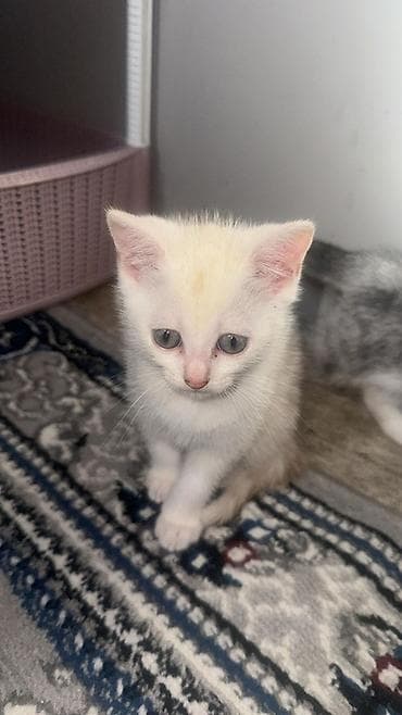 koşka: Şotland, Erkək, Dişi, Yaxşı əllərə, Ödənişli çatdırılma — 4
