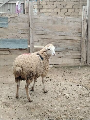 Akvariumlar: Razilasmaq olar — 6