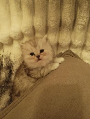 şinşila pişik haqqında məlumat: Yaxşı əllərə — 5