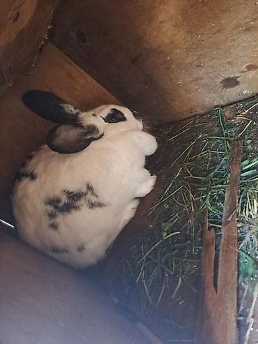 itle barter: Boğaz dovşanlar. qara olan erkəkdir. barter mümkündür. zəng — 1