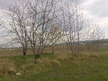 xacmaz rayonu qusarcay kendi: Kənd təsərrüfatı — 9