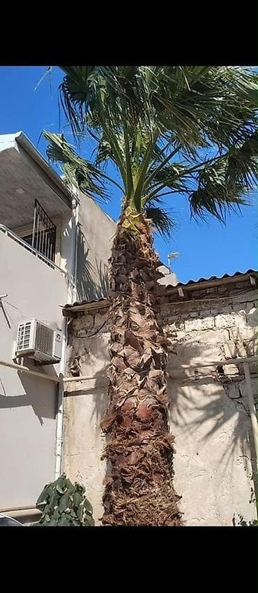 beryoza agaci: Dekorativ (palma ağacı) - Növ: Xurma (Phoenix canariensis tipinə — 1