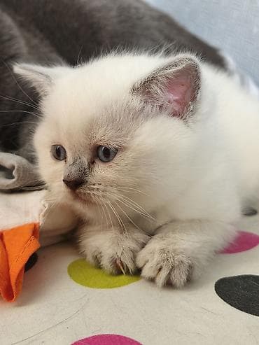 gəncə pişik: Şotland, Dişi — 3