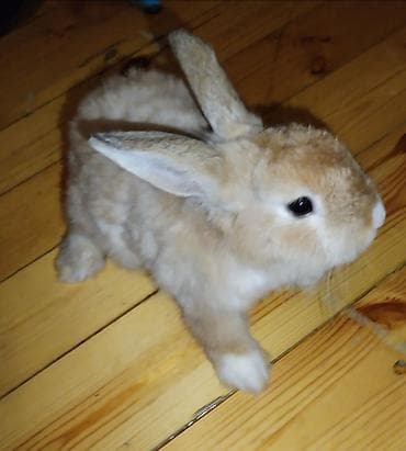 Ev heyvanı – dekorativ dovşan - Növ: dekorativ ev dovşanı (uzun