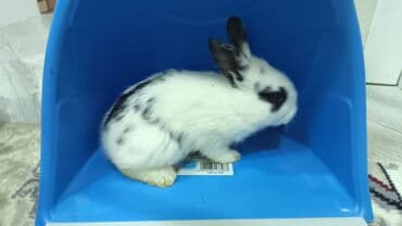 karlik dovşanlar: Uzun tüklü dekorativ dovşan - Cins: ehtimalən Angora/mix dekorativ — 8