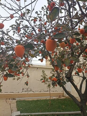 pip ağacı meyvesi: Yığmaq məndən almaq sizdən - Növ: şirin xurma (diospyros/kaki) - — 5