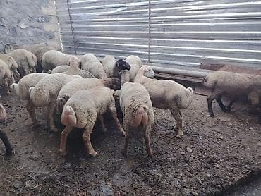 yem satisi: Salam təmiz Qurbanlıq 8 - 9 - aylıq ərkək quzulardır diri çəki satılır — 6