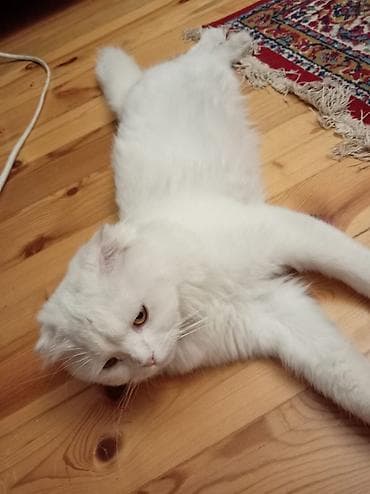 it yemeyi qiymeti: Persian,İran pisiyi — 4