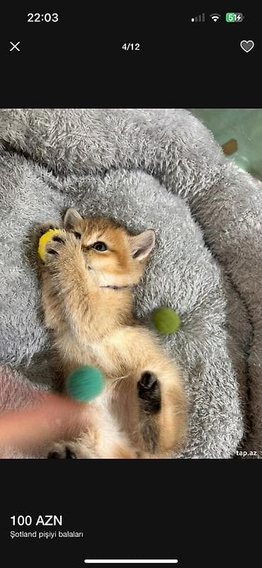 bala pitbul: Şotland — 3