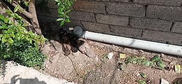cucə badamdar: Məhsul: Cücə (ev quşu balaları) Təsvir: - Şəkillərdə müxtəlif rəngli — 2