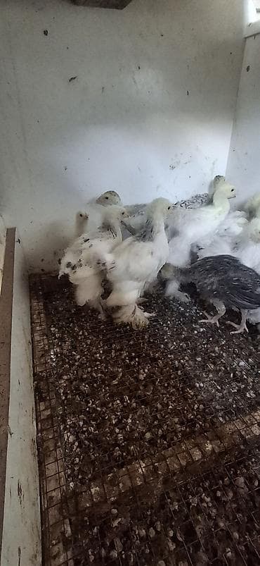 korella qus: Layıt bırama 37 günlüy qiymət son catırlma üdənişli qiymət 20 m 1 — 2