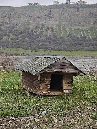 meymun satişi: Salam it yuvasi satilir birinci şekildeki kimi de sata bileriy yani el — 2