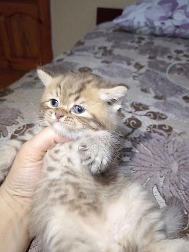 Tabbi
