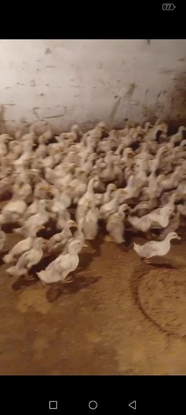 40 Gunluk 20 Ədəd Pekin ordəyi varımdı satılır. 1 ədədi 6 Azn satıram