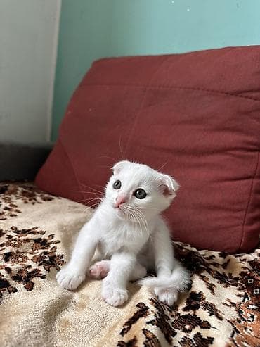 pişiy adları: Şotland yastı qulaq, Yaxşı əllərə — 1