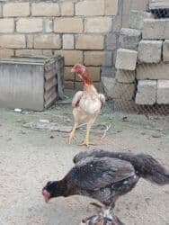 quş qefesleri: Cins: Uzunboyun yerli döyüş tipli toyuq-quş (xanxır/mix) Təsvir: - — 13