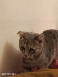 pişik qiymətləri: Şotland, Dişi — 1