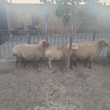 qoyun qiymeti: 6 qoyundu boğaz 5cavan 3qarinbdogmuw qoyundu bir qoca qoyundu təcili — 4