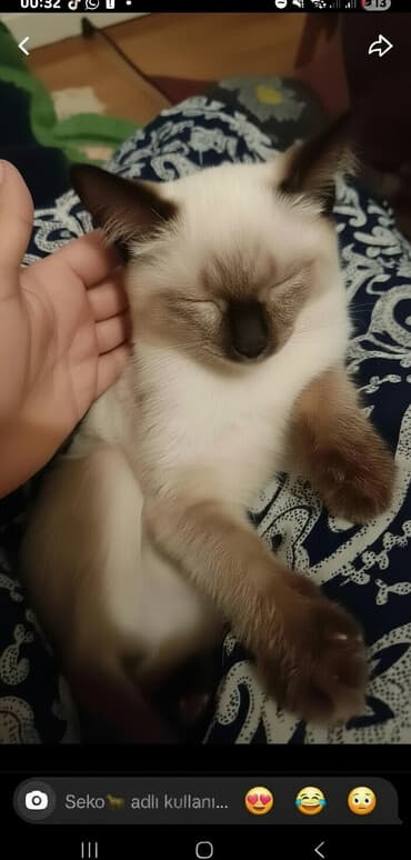 шотландская серебристая шиншилла купить: Сиамская — 2