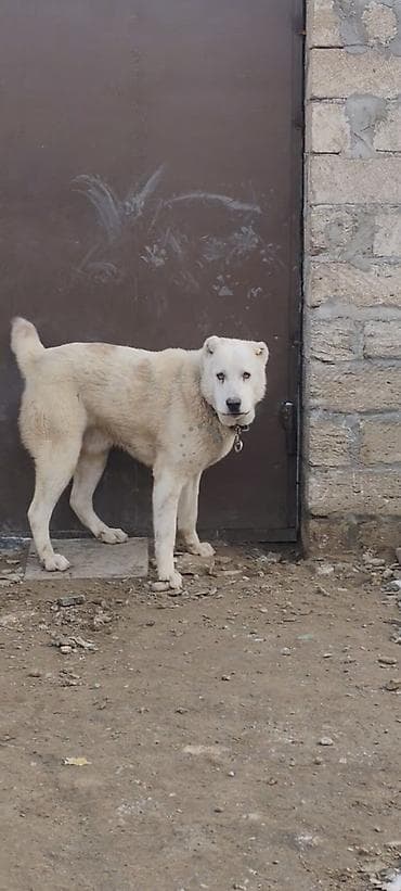 Alabay, Peyvəndli lalafo.az -da Alabay, Peyvəndli