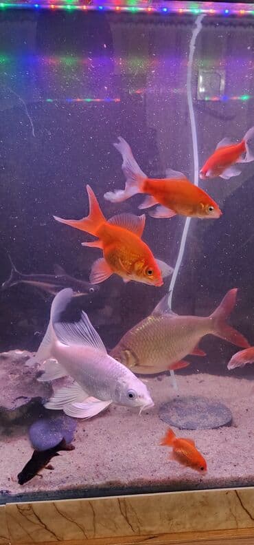 Qızıl balıq, Sülhsevər