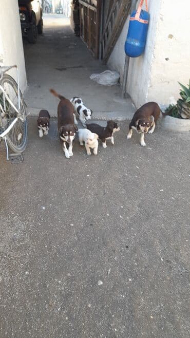 Akvariumlar: Zvanok balalari tecili satilir tam saglamdilar 3 erkey 1 diwi unvan — 3